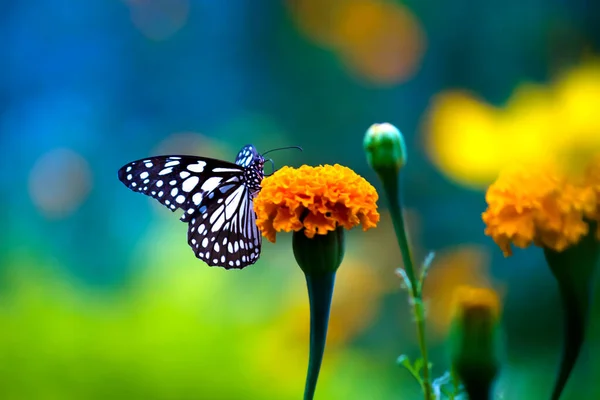 Blauer Gefleckter Milchkrautschmetterling Oder Danainen Oder Milchkrautschmetterling Der Frühling Auf — Stockfoto