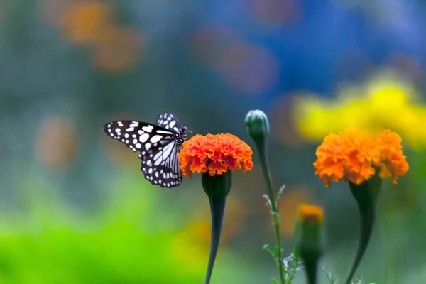Синие Пятнистые Молочные Бабочки Данайны Молочные Бабочки Покоящиеся Растениях Весной — стоковое фото
