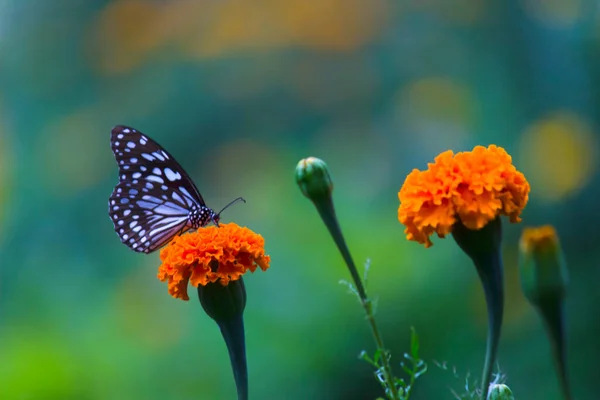 Синие Пятнистые Молочные Бабочки Данайны Молочные Бабочки Покоящиеся Растениях Весной — стоковое фото