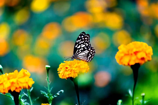 Motyl Błękitnoplamisty Motyl Danainae Lub Motyl Spoczywający Roślinach Wiosną — Zdjęcie stockowe
