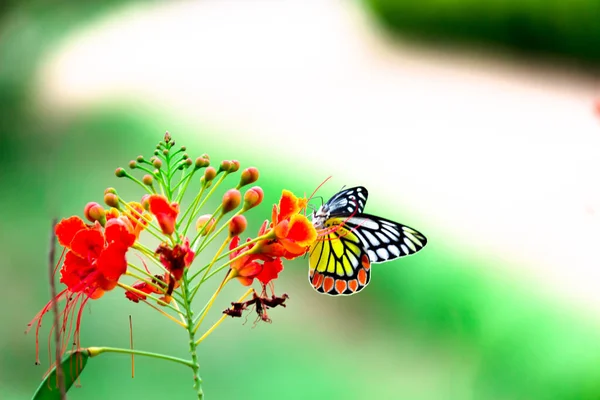 Деліас Євхаристія Або Єзавель Метелик Відвідує Квіти Нектару Під Час — стокове фото