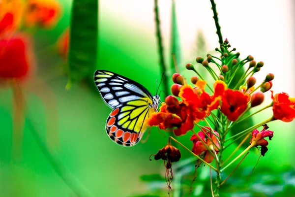 Delias Eucharis Farfalla Jezebel Visita Piante Fiore Nettare Durante Stagione — Foto Stock