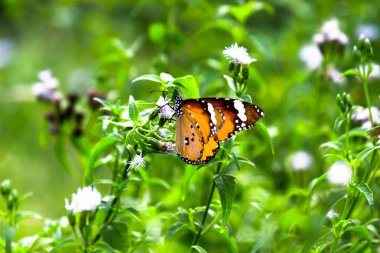 Sade Kaplan (Danaus chrysippus) kelebekleri bahar zamanı doğadaki çiçek bitkilerinde çiftleşirler. 