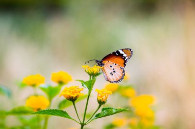 Sade Kaplan (Danaus chrysippus) kelebekleri bahar zamanı doğadaki çiçek bitkilerinde çiftleşirler. 