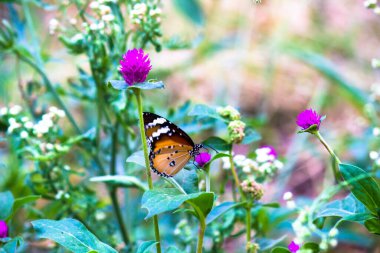Sade Kaplan (Danaus chrysippus) kelebekleri bahar zamanı doğadaki çiçek bitkilerinde çiftleşirler. 