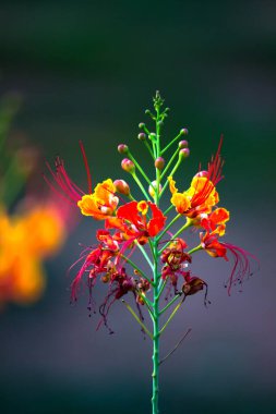 Flam-boyant, ve Ateş Ağacı, Royal Poinciana ile parlak ora