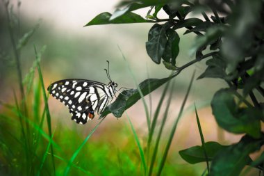 Macro picture of  Papilio demoleus is a common lime butterfly and widespread swallowtail . also known as the lemon butterfly, and chequered swallowtail, resting on the flower plants during spring season clipart