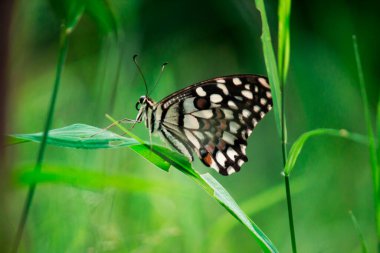 Papilio demoleus 'un Makro resmi yaygın bir limon kelebeği ve kırlangıç kuyruğudur. Aynı zamanda limon kelebeği olarak da bilinir. Bahar mevsiminde çiçek bitkilerinin üzerinde dinlenen kırlangıç kuyruğu.
