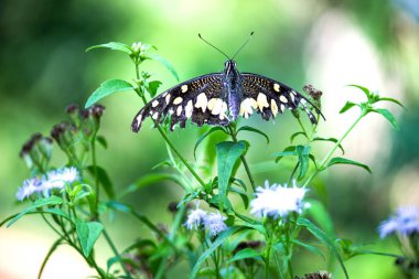 Papilio demoleus 'un Makro resmi yaygın bir limon kelebeği ve kırlangıç kuyruğudur. Aynı zamanda limon kelebeği olarak da bilinir. Bahar mevsiminde çiçek bitkilerinin üzerinde dinlenen kırlangıç kuyruğu.