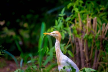 Egret Sığırı ya da Bubulcus Ibis olarak da bilinir. Ağaç dalında dimdik duran Ibis, arka planda mavi gökyüzüne uzanır.