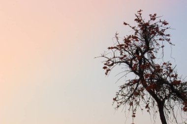 İlkbahar 'da ağaçta açan çiçekler açık gökyüzüne karşı.