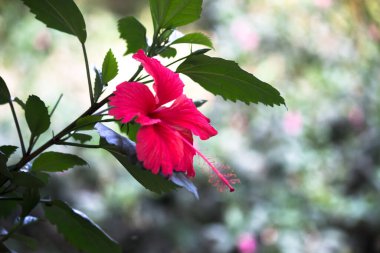 Hibiscus çiçeği ya da Malvaceae. veya rosa-sinensis, bilinen adıyla Ayakkabı Çiçeği ilkbaharda çiçek açar.