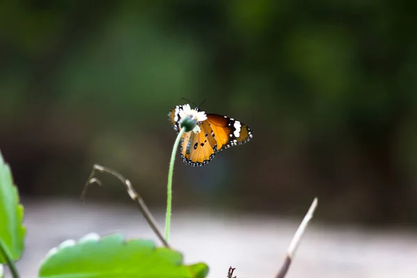 Sade Kaplan Danaus Chrysippus Kelebekleri Bahar Zamanı Doğadaki Çiçek Bitkilerinde — Stok fotoğraf