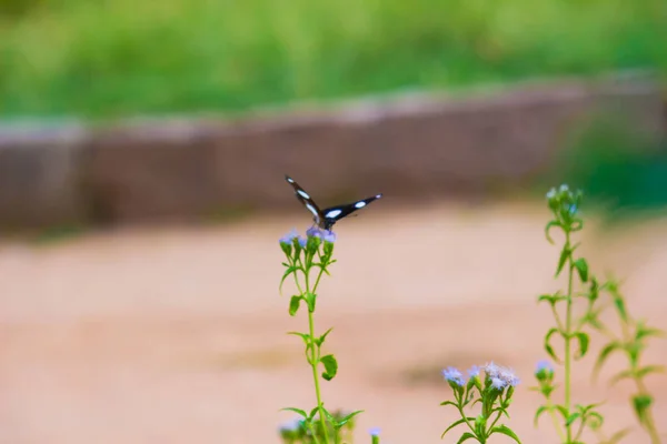 Beau Papillon Reposant Sur Les Plantes Fleurs Printemps — Photo