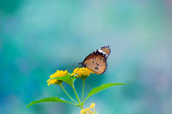 Tigre Liso Danaus Chrysippus Mariposas Apareamiento Planta Flores Naturaleza Durante —  Fotos de Stock