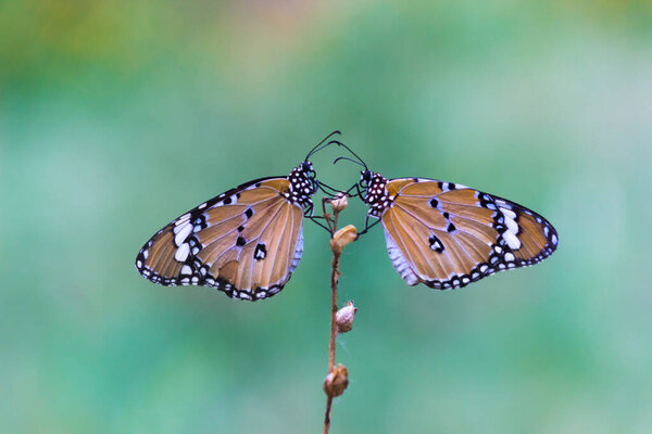 Plain Tiger (Danaus chrysippus) butterflies mating on the flower plant in nature during springtime 