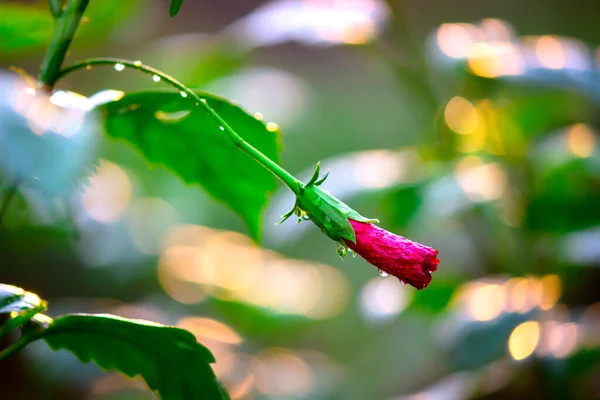 Άνθος Ιβίσκου Malvaceae Rosa Sinensis Γνωστό Λουλούδι Παπουτσιών Πλήρη Άνθιση — Φωτογραφία Αρχείου