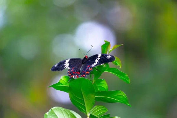 Papilio Polytes Também Conhecido Como Mórmon Comum Alimentando Das Plantas — Fotografia de Stock