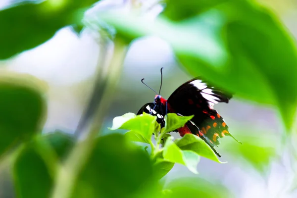 Papilio Polytes Também Conhecido Como Mórmon Comum Alimentando Das Plantas — Fotografia de Stock