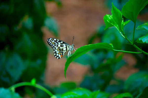 Papilio Demoleus Makró Képe Egy Közönséges Lime Pillangó Széles Körben — Stock Fotó