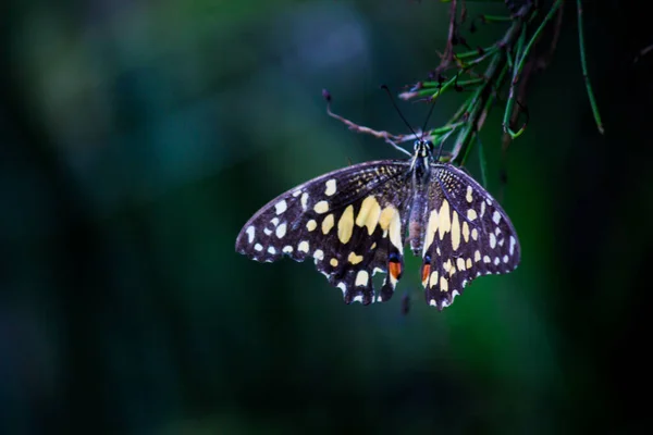 Makro Obrázek Papilio Demoleus Běžný Citrónový Motýl Široce Rozšířený Vlaštovčí — Stock fotografie