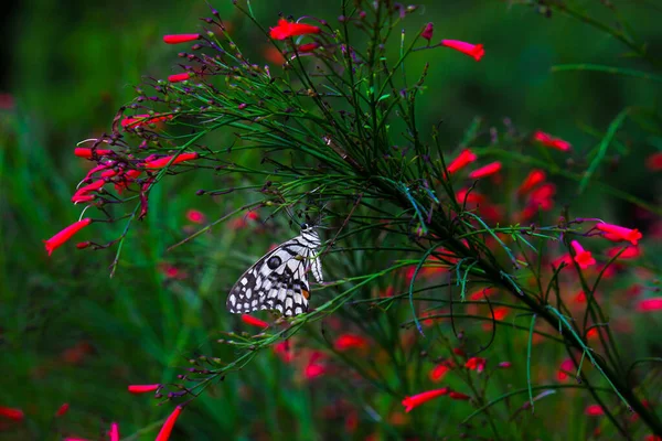 Макропортрет Papilio Demoleus Обыкновенная Бабочка Широко Распространенная Ласточка Известный Лимонная — стоковое фото