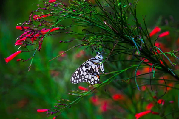 Imagen Macro Papilio Demoleus Una Mariposa Común Lima Cola Golondrina —  Fotos de Stock