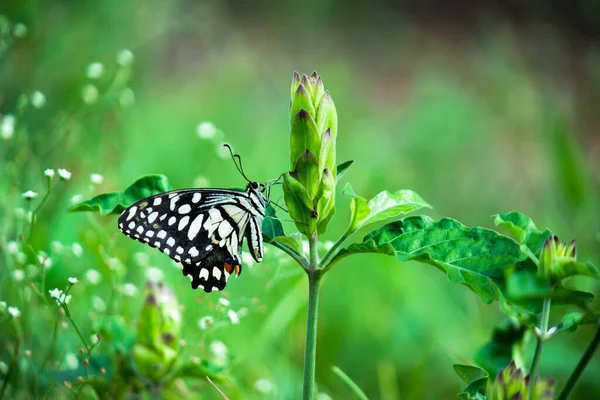 Macro Picture Papilio Demoleus Common Lime Butterfly Widespread Swallowtail Also — Stock Photo, Image