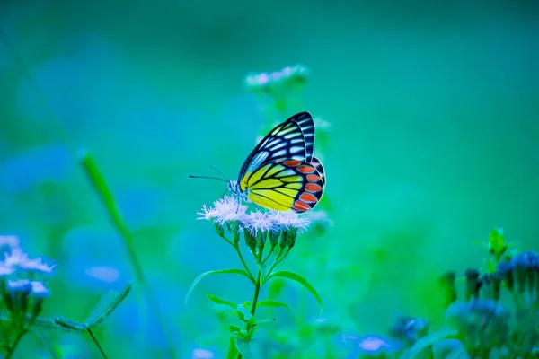 Beau Papillon Commun Jezebel Delias Eucharis Est Assis Sur Les — Photo