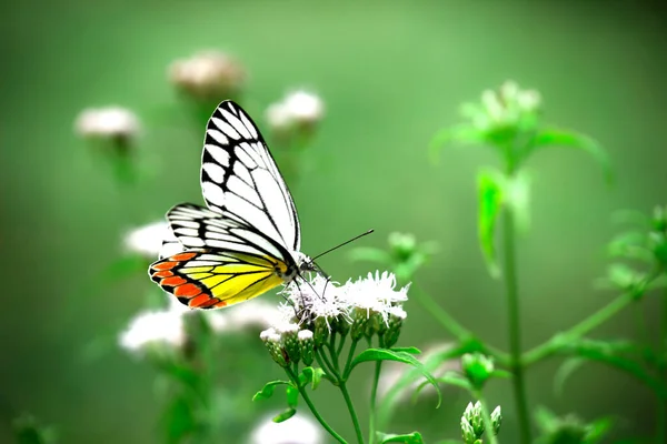 Beautiful Common Jezebel Butterfly Delias Eucharis Seated Lantana Flowers Close — Stock Photo, Image