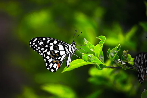 Imagen Macro Papilio Demoleus Una Mariposa Común Lima Cola Golondrina — Foto de Stock