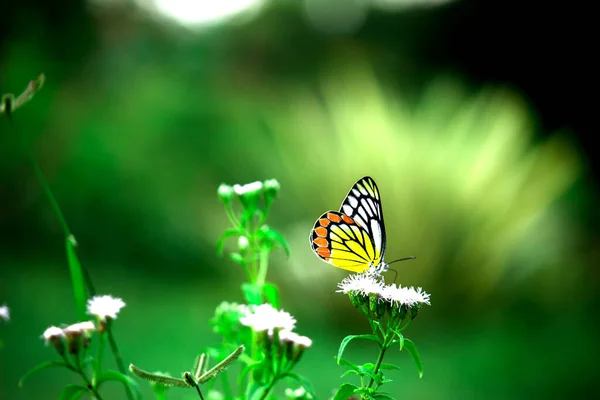 Красивая Бабочка Коммон Джезебель Delias Eucharis Изображена Цветках Лантаны Размытом — стоковое фото