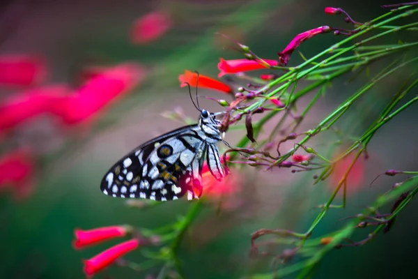 Macro Imagem Papilio Demoleus Uma Borboleta Limão Comum Rabo Andorinha — Fotografia de Stock
