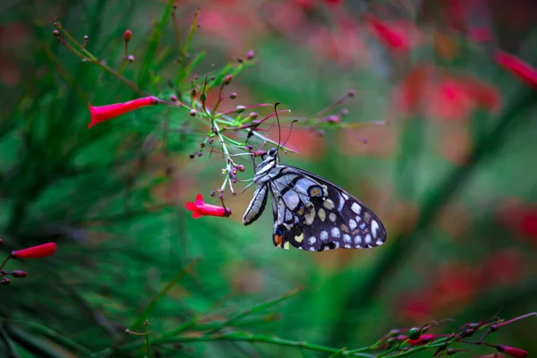 Makro Bild Papilio Demoleus Vanlig Lime Fjäril Och Utbredd Svälja — Stockfoto