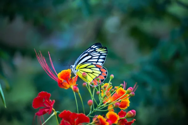 Piękny Motyl Jezebel Delias Eucharis Siedzi Kwiatach Lantana Widok Bliska — Zdjęcie stockowe