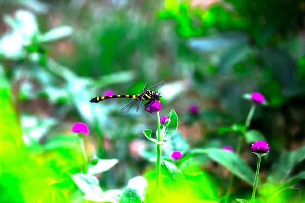 Libelle Ruht Auf Der Blütenpflanze Einem Weichen Verschwommenen Hintergrund — Stockfoto