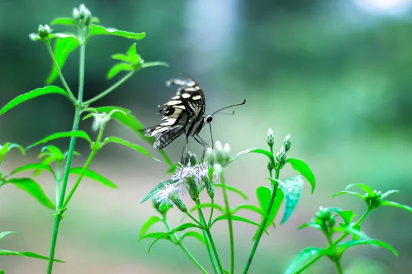 Papilio Demoleus Makro Resmi Yaygın Bir Limon Kelebeği Kırlangıç Kuyruğudur — Stok fotoğraf