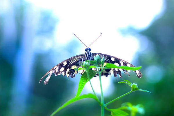 Imagen Macro Papilio Demoleus Una Mariposa Común Lima Cola Golondrina —  Fotos de Stock