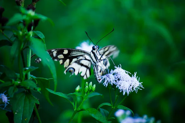 Makro Bild Papilio Demoleus Vanlig Lime Fjäril Och Utbredd Svälja — Stockfoto