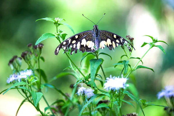 Papilio Demoleus Makro Resmi Yaygın Bir Limon Kelebeği Kırlangıç Kuyruğudur — Stok fotoğraf