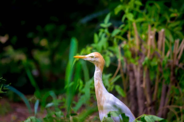 Велика Рогата Худоба Egret Або Відомий Бульбашка Ibis Стоїть Твердо — стокове фото