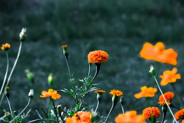Bahçedeki diğer çiçekler arasında sarı ve turuncu kadife çiçekleri (tagetes) çiçek açarlar.