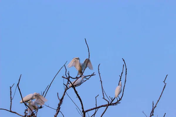 Bovinos Egrets Sentados Topo Árvore Contra Céu Azul — Fotografia de Stock