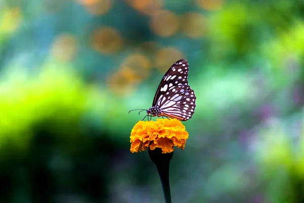 春天里 蓝色斑斑的米草蝴蝶或蒲公英蝴蝶或米草蝴蝶栖息在植物上 — 图库照片
