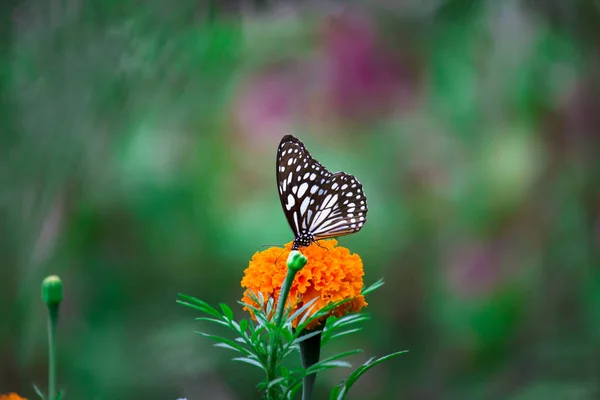 春天里 蓝色斑斑的米草蝴蝶或蒲公英蝴蝶或米草蝴蝶栖息在植物上 — 图库照片