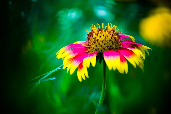 Gerbera Gaillardia Aristata Deken Bloem Rode Gele Bloem Volle Bloei — Stockfoto