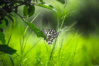 Papilio demoleus 'un Makro resmi yaygın bir limon kelebeği ve kırlangıç kuyruğudur. Aynı zamanda limon kelebeği olarak da bilinir. Bahar mevsiminde çiçek bitkilerinin üzerinde dinlenen kırlangıç kuyruğu.