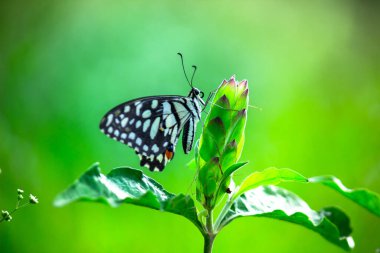 Papilio demoleus 'un Makro resmi yaygın bir limon kelebeği ve kırlangıç kuyruğudur. Aynı zamanda limon kelebeği olarak da bilinir. Bahar mevsiminde çiçek bitkilerinin üzerinde dinlenen kırlangıç kuyruğu.