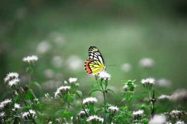Delias Eucharis ya da Jezebel Kelebeği bahar mevsiminde nektar için çiçek bitkilerini ziyaret ederler. 