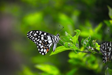 Papilio demoleus 'un Makro resmi yaygın bir limon kelebeği ve kırlangıç kuyruğudur. Aynı zamanda limon kelebeği olarak da bilinir. Bahar mevsiminde çiçek bitkilerinin üzerinde dinlenen kırlangıç kuyruğu.